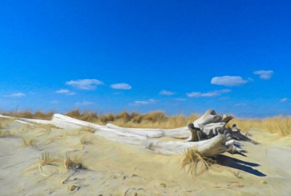 Picture of DRIFTWOOD AND BLUE SKY