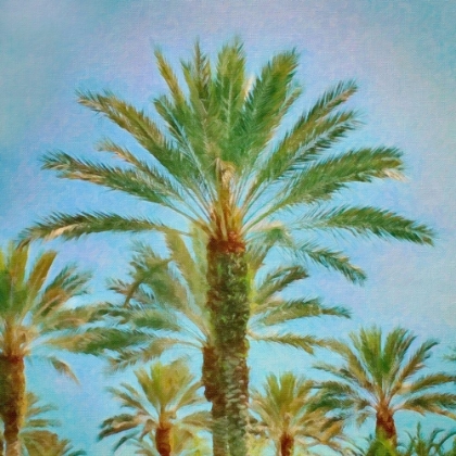 Picture of PALM CROWNS