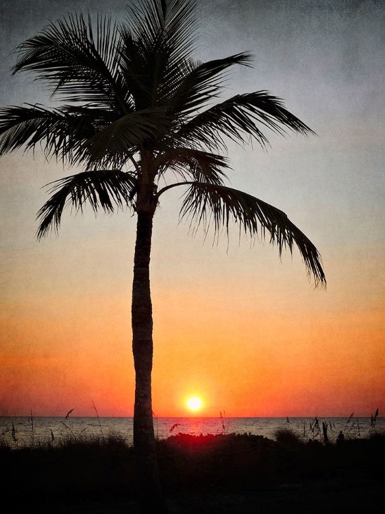 Picture of PALM IN SUNSET