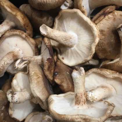 Picture of STILL LIFE MUSHROOMS