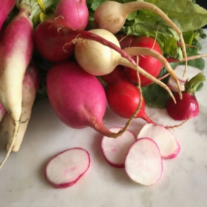 Picture of STILL LIFE RADISHES