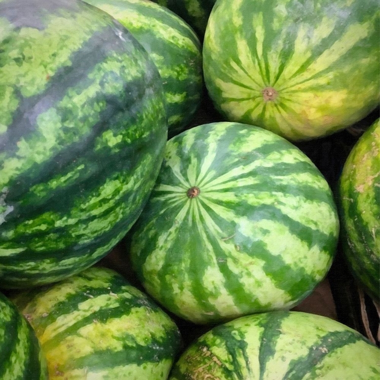 Picture of STILL LIFE WATERMELONS