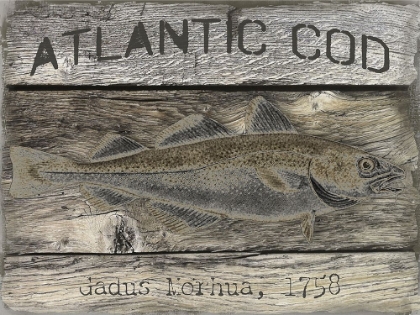Picture of ATLANTIC COD