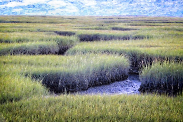 Picture of CAPE COD SALT MARSH GRASSES