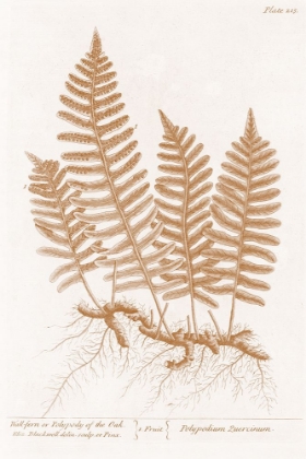 Picture of WALL FERN IN COPPER