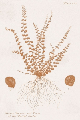 Picture of NATIVE FERN OF US IN COPPER