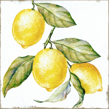 Picture of LEMON BRANCH