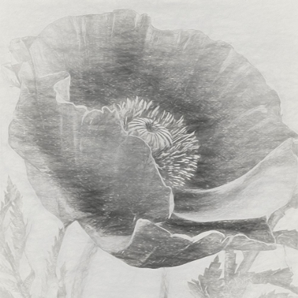Picture of DREERS POPPY SKETCHED