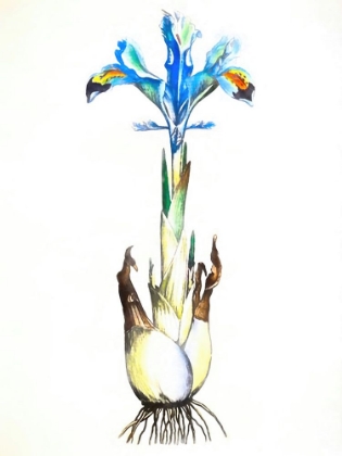 Picture of IRIS PERSICA