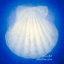 Picture of SIMPLY SHELL SCALLOP CLASSIC BLUE