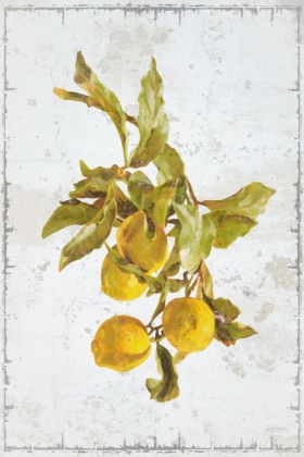 Picture of LEMON BRANCH I