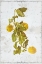 Picture of LEMON BRANCH II
