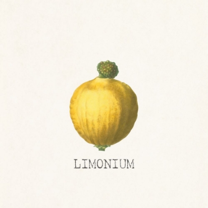 Picture of LIMONIUM