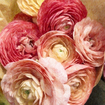 Picture of RANUNCULUS BOUQUET 1