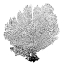 Picture of FAN CORAL
