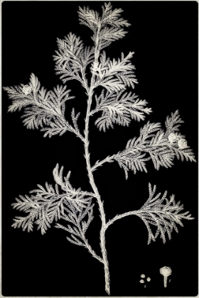 Picture of JUNIPER BRANCH NEGATIVE