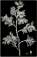 Picture of JUNIPER BRANCH NEGATIVE