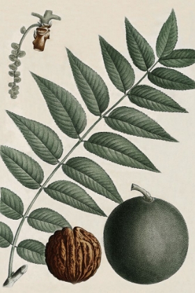 Picture of BLACK WALNUT
