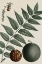 Picture of BLACK WALNUT