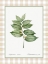 Picture of GREEN LEAF BOTANICAL #1