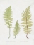 Picture of 3 GREEN FERNS LASTREA