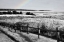 Picture of FORT HILL MARSH BLACK AND WHITE