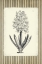 Picture of BLACK AND BEIGE PINSTRIPE BOTANICAL HYACINTH