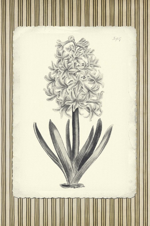 Picture of BLACK AND BEIGE PINSTRIPE BOTANICAL HYACINTH