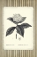 Picture of BLACK AND BEIGE PINSTRIPE BOTANICAL HYDRANGEA