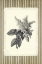 Picture of BLACK AND BEIGE PINSTRIPE BOTANICAL LILAC