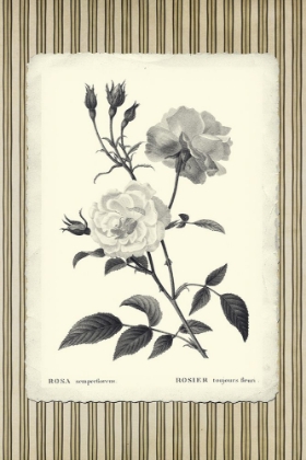 Picture of BLACK AND BEIGE PINSTRIPE BOTANICAL ROSE 2
