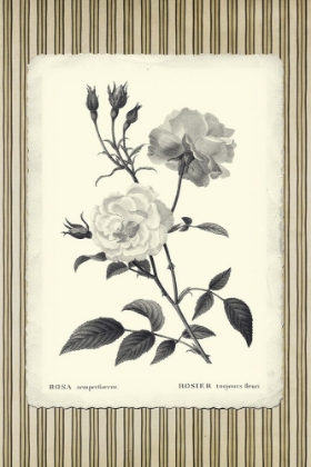 Picture of BLACK AND BEIGE PINSTRIPE BOTANICAL ROSE 2