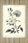 Picture of BLACK AND BEIGE PINSTRIPE BOTANICAL ROSE 2