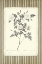 Picture of BLACK AND BEIGE PINSTRIPE BOTANICAL ROSE 3