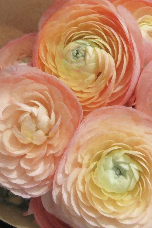 Picture of RANUNCULUS FIRST BLUSH