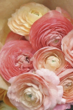 Picture of RANUNCULUS SECOND BLUSH