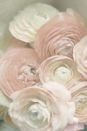 Picture of RANUNCULUS SECOND BLUSH DESATURATED