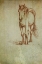 Picture of RANCH HORSE LINE DRAWING FRONT VIEW