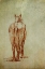 Picture of RANCH HORSE LINE DRAWING REAR VIEW