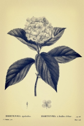 Picture of GRAY AND YELLOW HYDRANGEA BOTANICAL