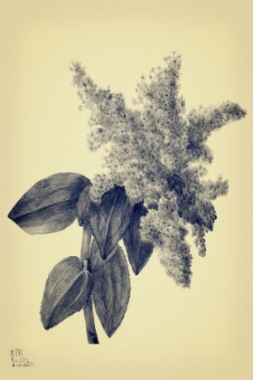 Picture of GRAY AND YELLOW LILACS BOTANICAL