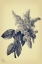 Picture of GRAY AND YELLOW LILACS BOTANICAL