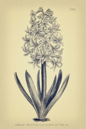 Picture of GRAY AND YELLOW HYACINTH BOTANICAL