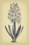 Picture of GRAY AND YELLOW HYACINTH BOTANICAL