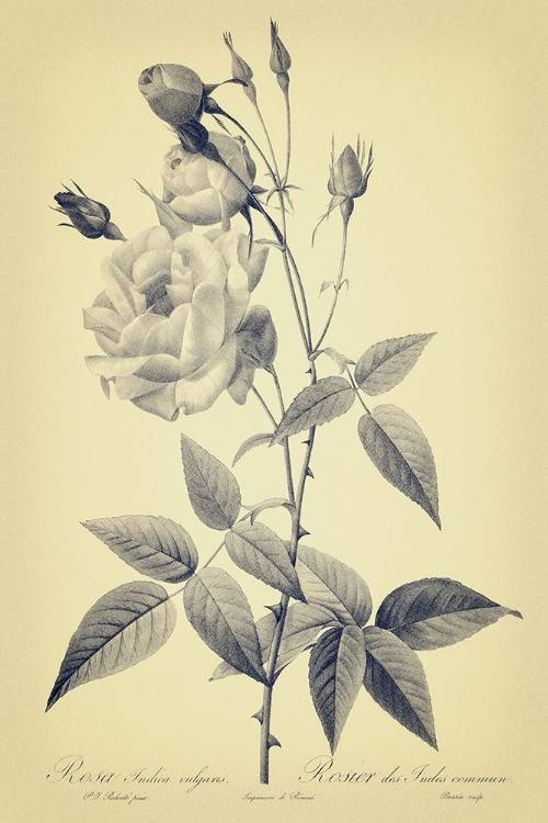Picture of GRAY AND YELLOW ROSES BOTANICAL