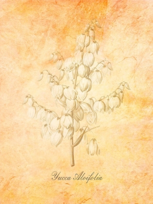 Picture of YUCCA ALOIFOLIA