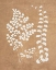 Picture of TERRA COTTA BOTANICAL LEAF #3