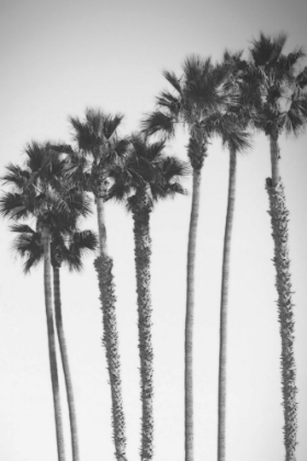 Picture of TOWERING PALMS CALOTYPE