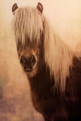 Picture of MISTY MORNING HORSE