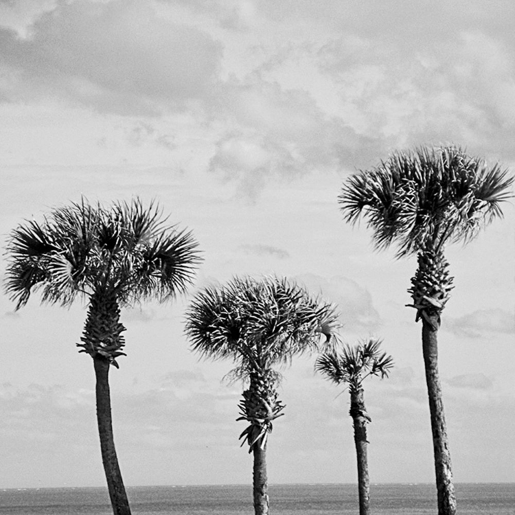 Picture of 4 SANIBEL PALMS